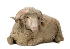 Merino Image